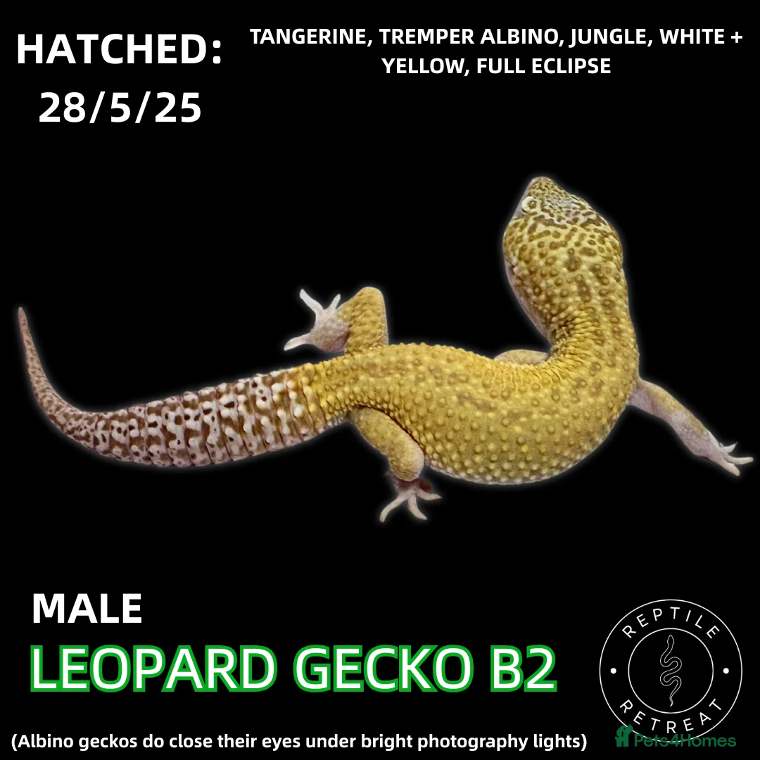 Leopard Gecko reptiles for sale: Leopard Geckos (NEW GECKOS ADDED!) - Advert 10