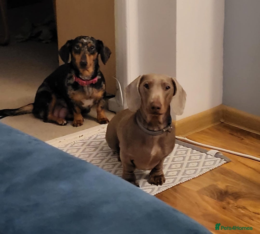 Miniature Dachshund dogs for sale: Miniature dachshund short haired puppies for sale£ - Image 9