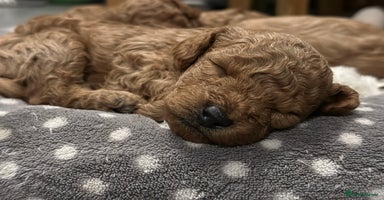 Toy Poodle dogs - Advert 1