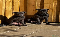 Staffordshire Bull Terrier dogs for sale: Breed Standard Blue SBT Girl - Image 3