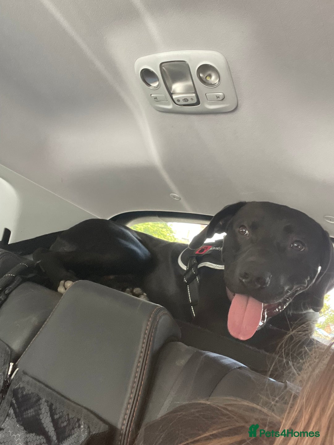 Mixed Breed dogs for sale: Beautiful lab/staffy male  - Image 3