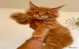 Maine Coon cats for sale: Mane Coon XXXL - Advert 18