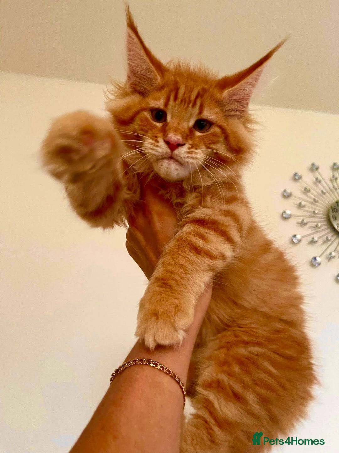 Maine Coon cats for sale: Mane Coon XXXL - Advert 18