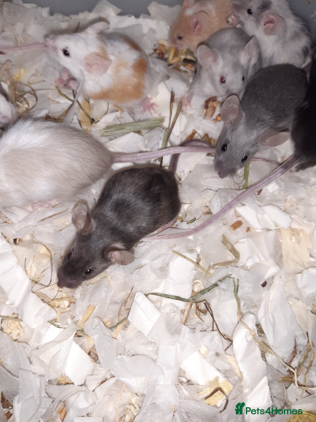Mouse rodents for sale: Baby female fancy mice ready now - Advert 2