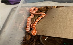 Corn Snake reptiles for sale: 18 beautiful amel Cornsnakes  - Image 16