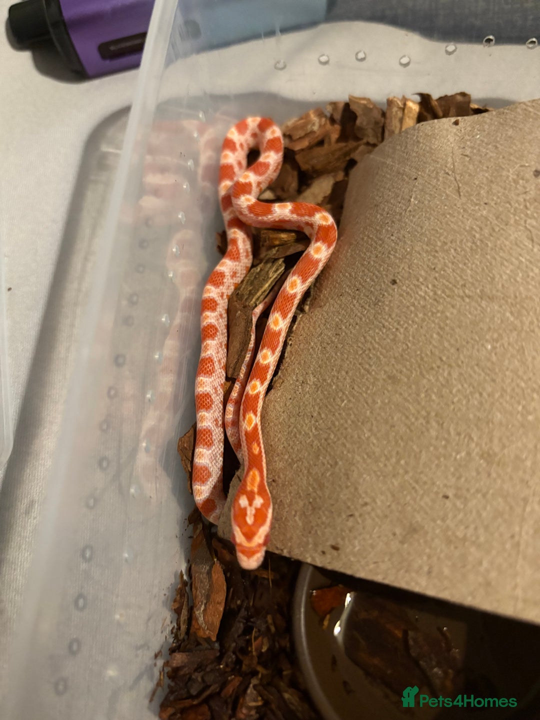 Corn Snake reptiles for sale: 18 beautiful amel Cornsnakes  - Image 16