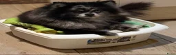 Pomeranian dogs for sale: merle pomeranian girl - Advert 5