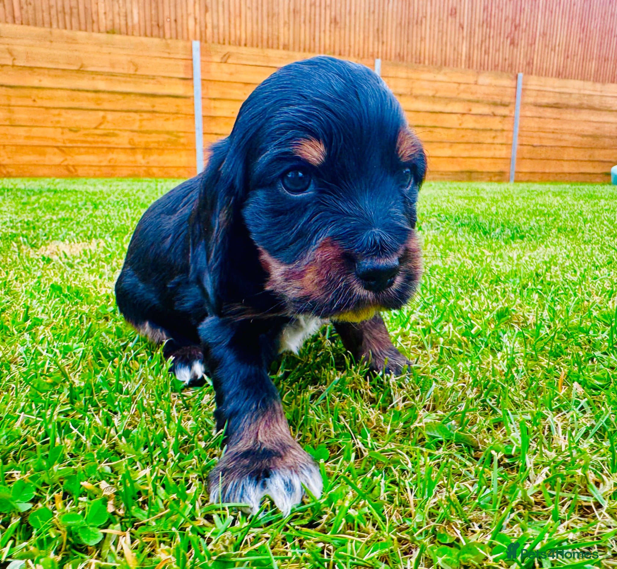 Cocker Spaniel dogs KC Registered Show Cocker Spaniel Babies 🐾🐾🐾 - Advert 1