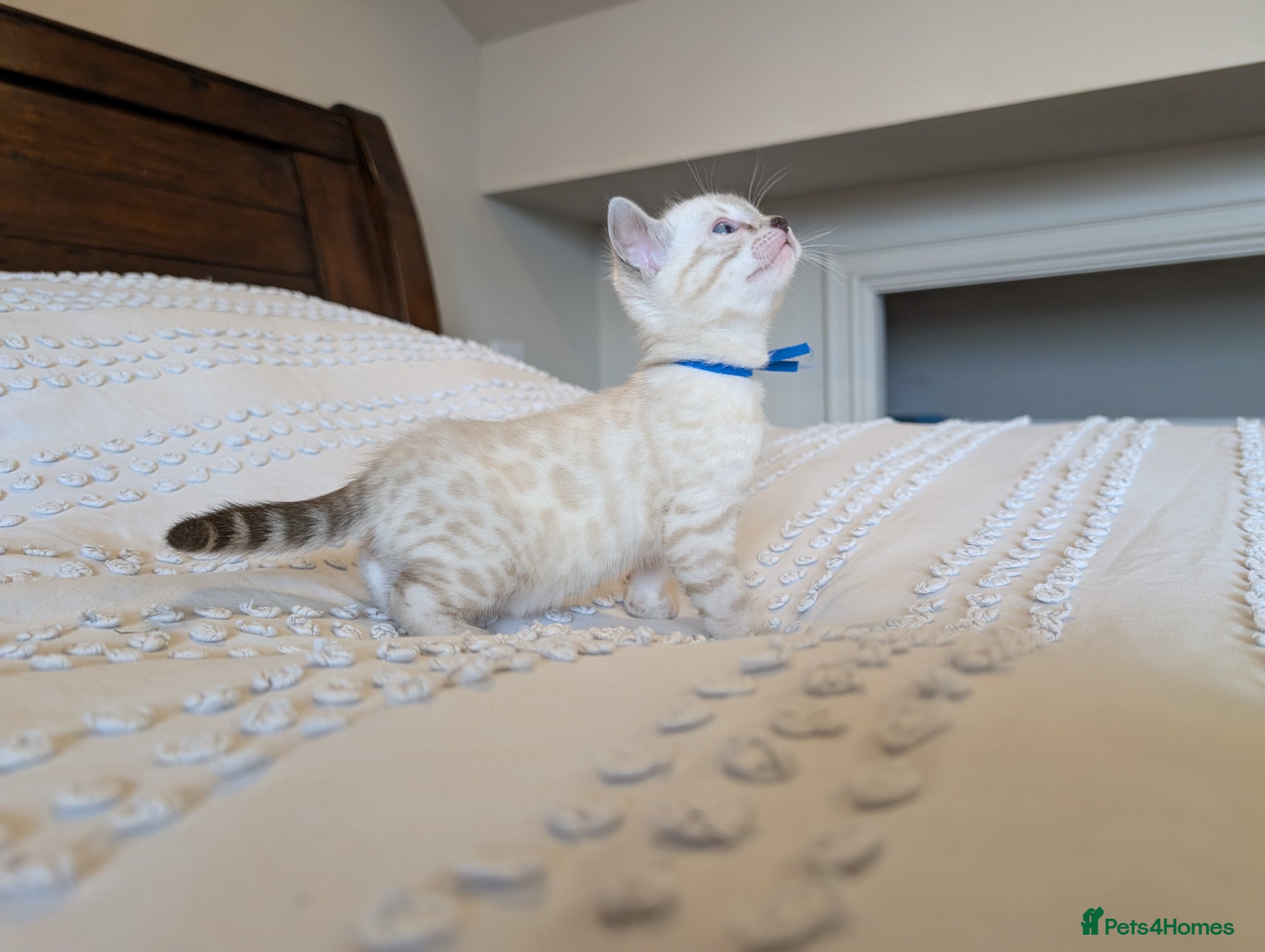 Bengal cats 🖤🤎🤍 ADORABLE BENGAL KITTENS 🤍🤎🖤 - Advert 2