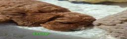 Cockapoo dogs for sale: Cockapoo Puppies PRA Clear! 262 DNA tests clear!KC - Advert 39