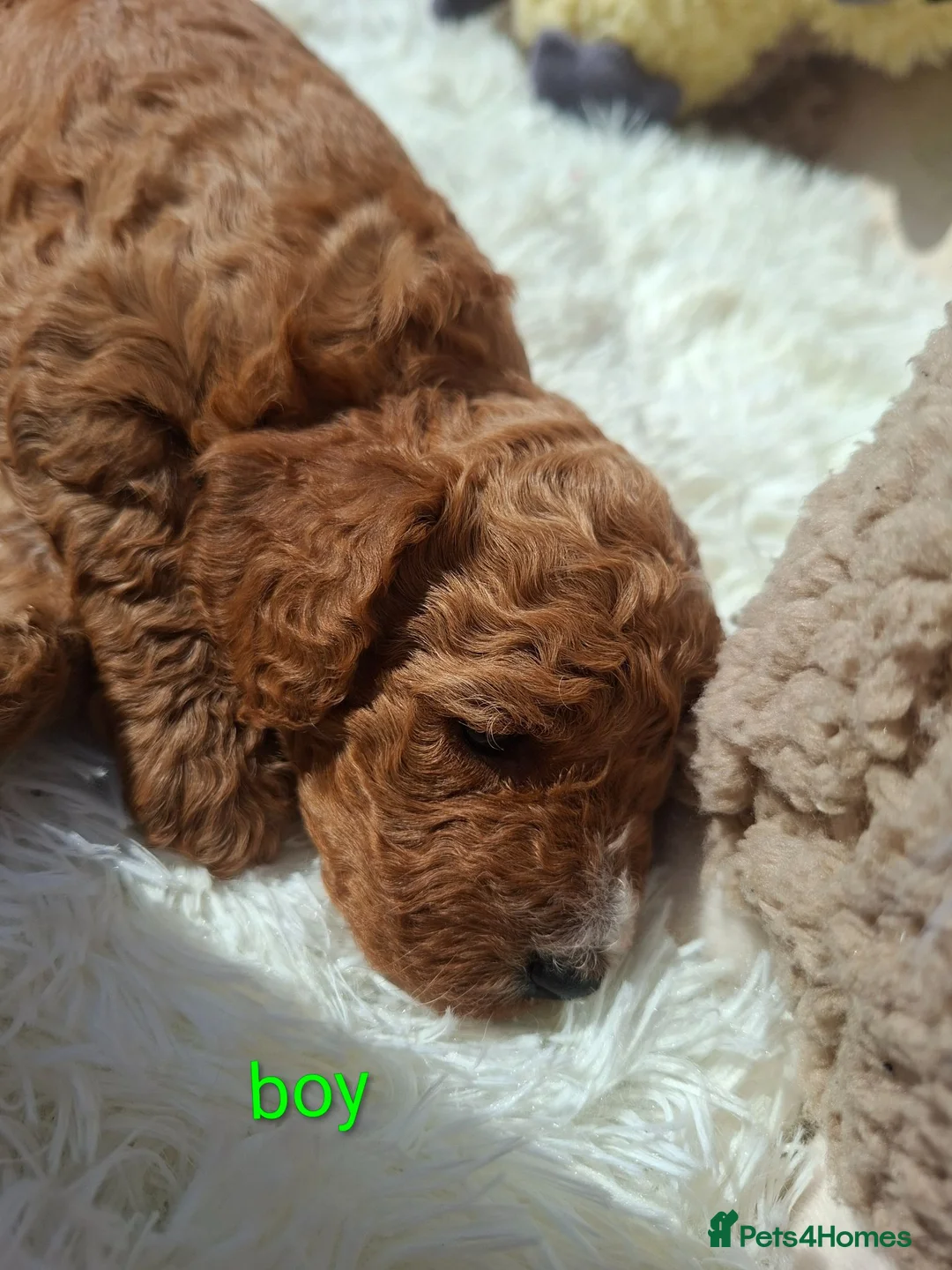 Cockapoo dogs for sale: Cockapoo Puppies PRA Clear! 262 DNA tests clear!KC - Advert 39