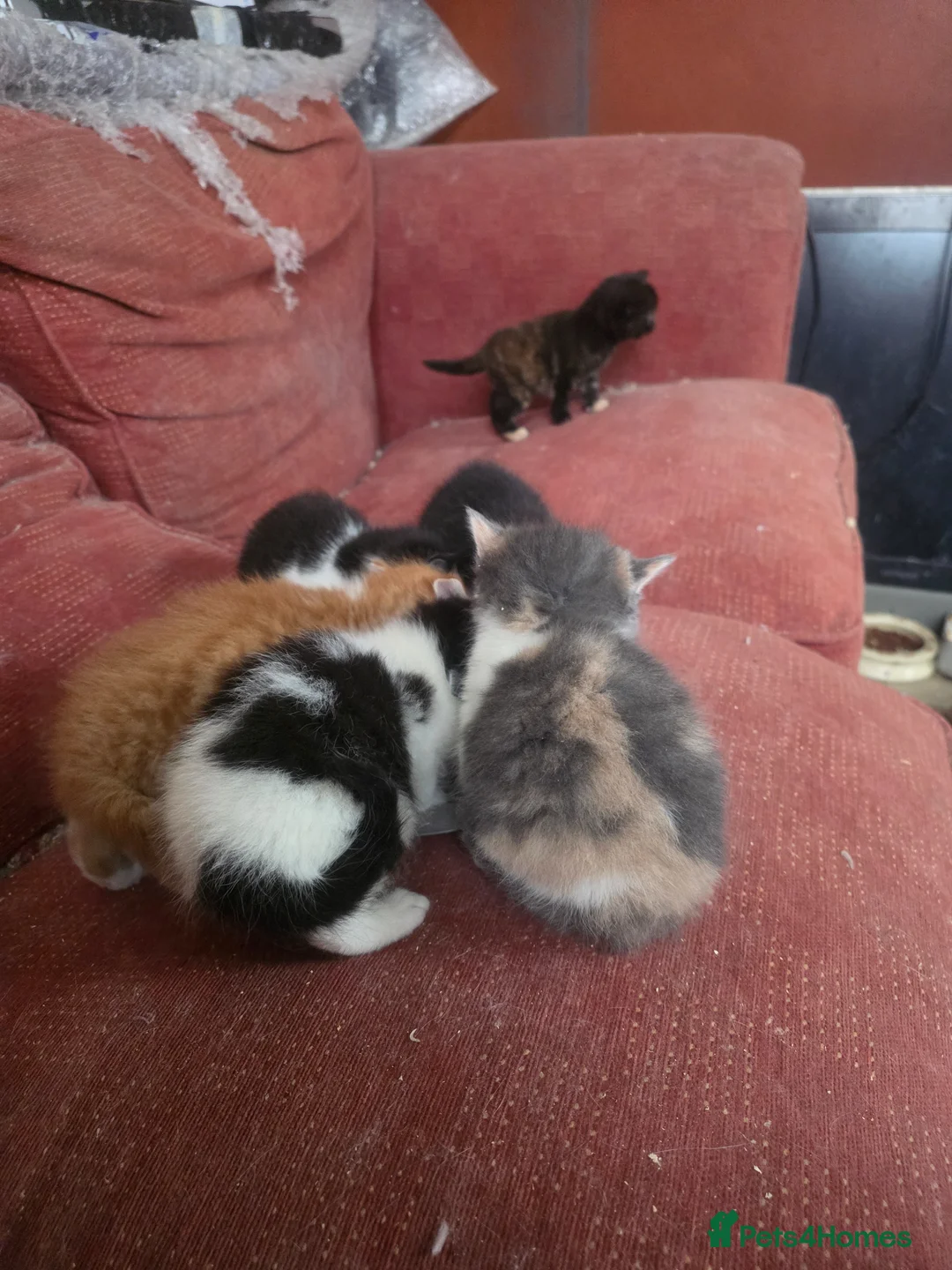 Domestic Shorthair cats for sale: Stunning kittens - Advert 7