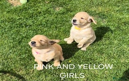 Golden Retriever dogs for sale: KC GOLDEN RETRIEVER PUPPIES HEALTH TESTED PARENTS  - Image 21