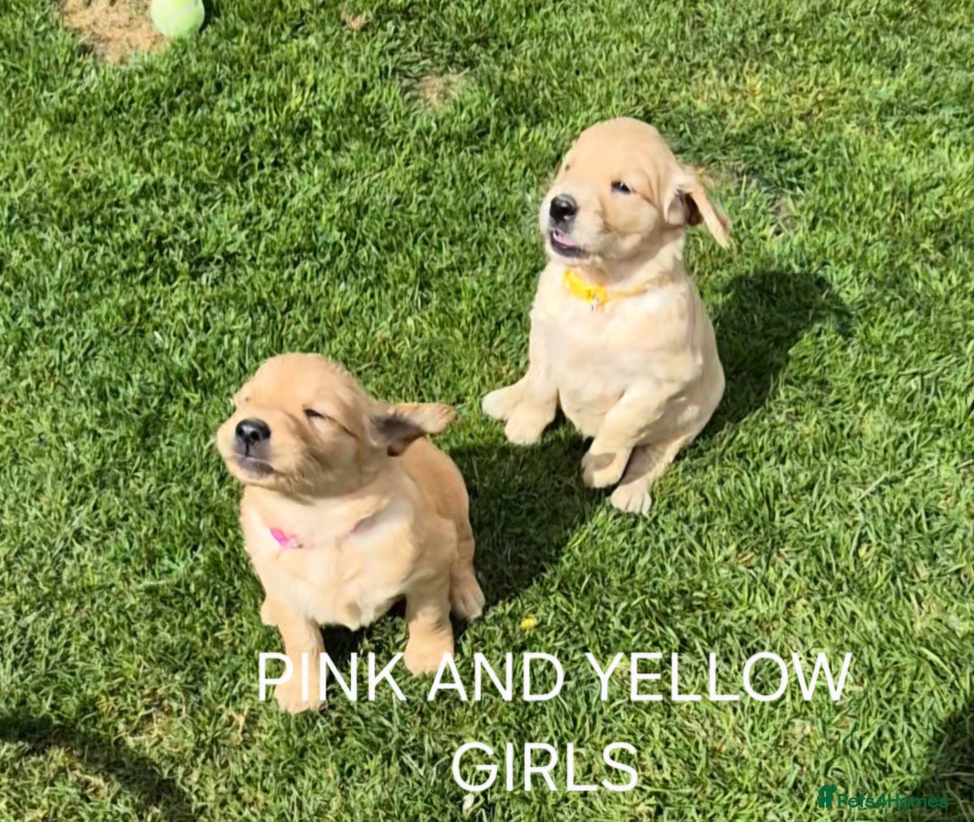 Golden Retriever dogs for sale: KC GOLDEN RETRIEVER PUPPIES HEALTH TESTED PARENTS  - Image 21