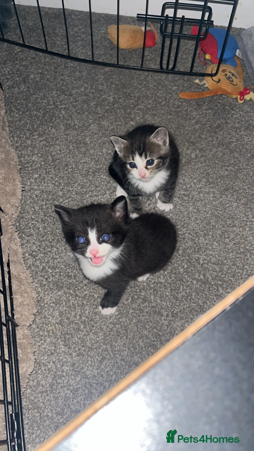 Mixed Breed cats for sale: Beautiful kittens - Advert 1