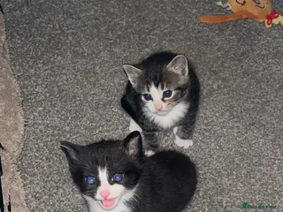 Mixed Breed cats Beautiful kittens - Advert 1