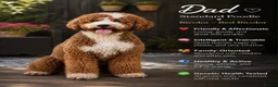 Goldendoodle dogs for sale: F1 Goldendoodle Puppies Reservations Now Open - Advert 8