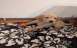 Labrador Retriever dogs for sale: Labrador puppies ready soon. North Yorkshire. - Advert 12