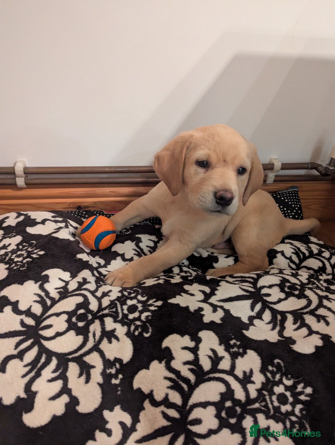 Labrador Retriever dogs for sale: Labrador puppies ready soon. North Yorkshire. - Advert 12