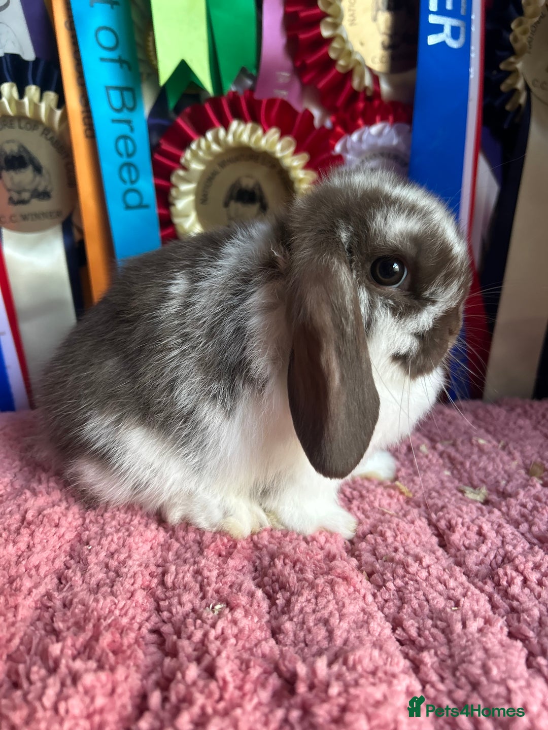 Mini Lop rabbits for sale: Vaccinated mini lop and lion lop babies - Advert 5