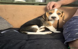 Beagle dogs for sale: 3 adorable beagle pups - Image 12