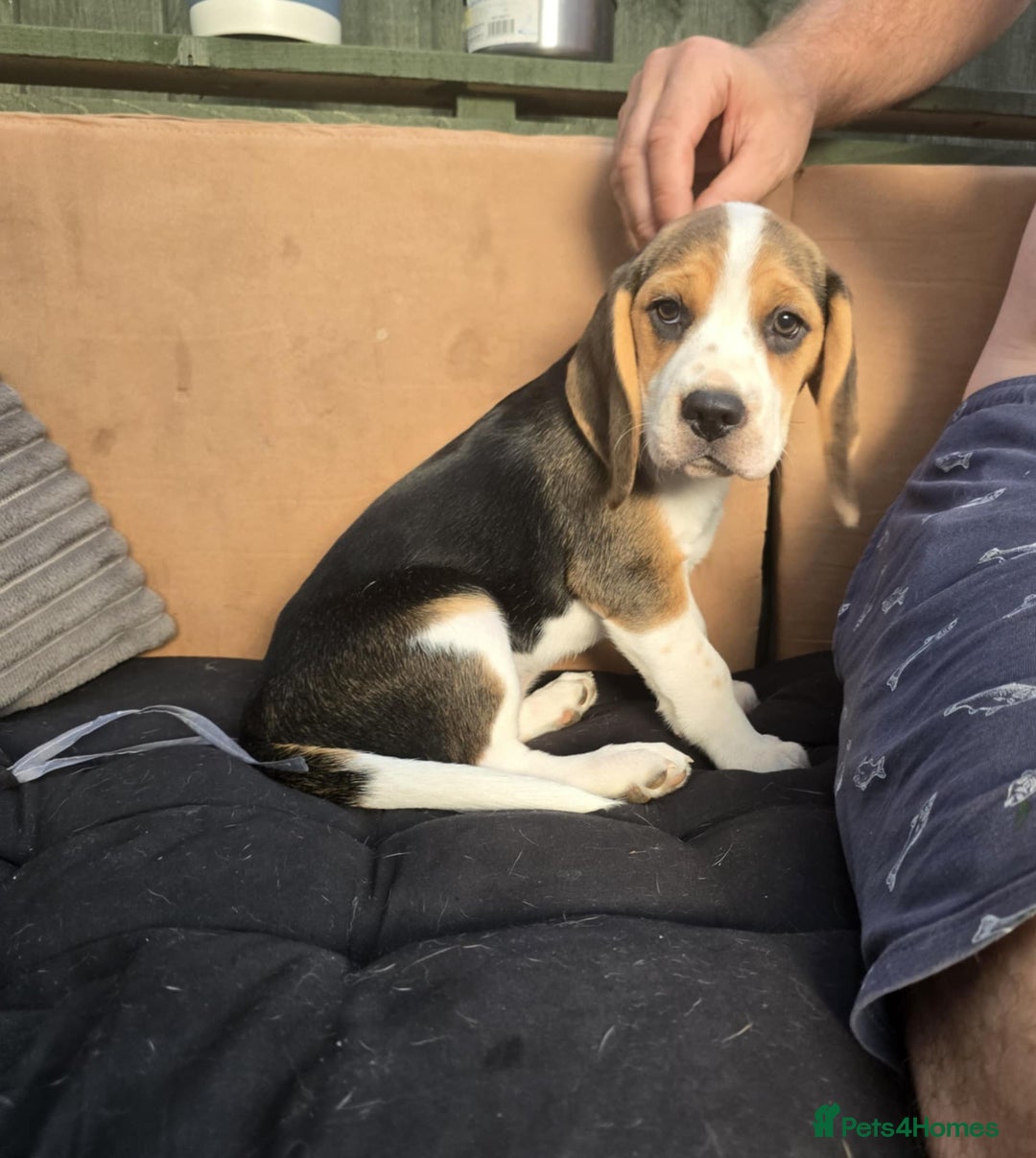 Beagle dogs for sale: 3 adorable beagle pups - Image 12