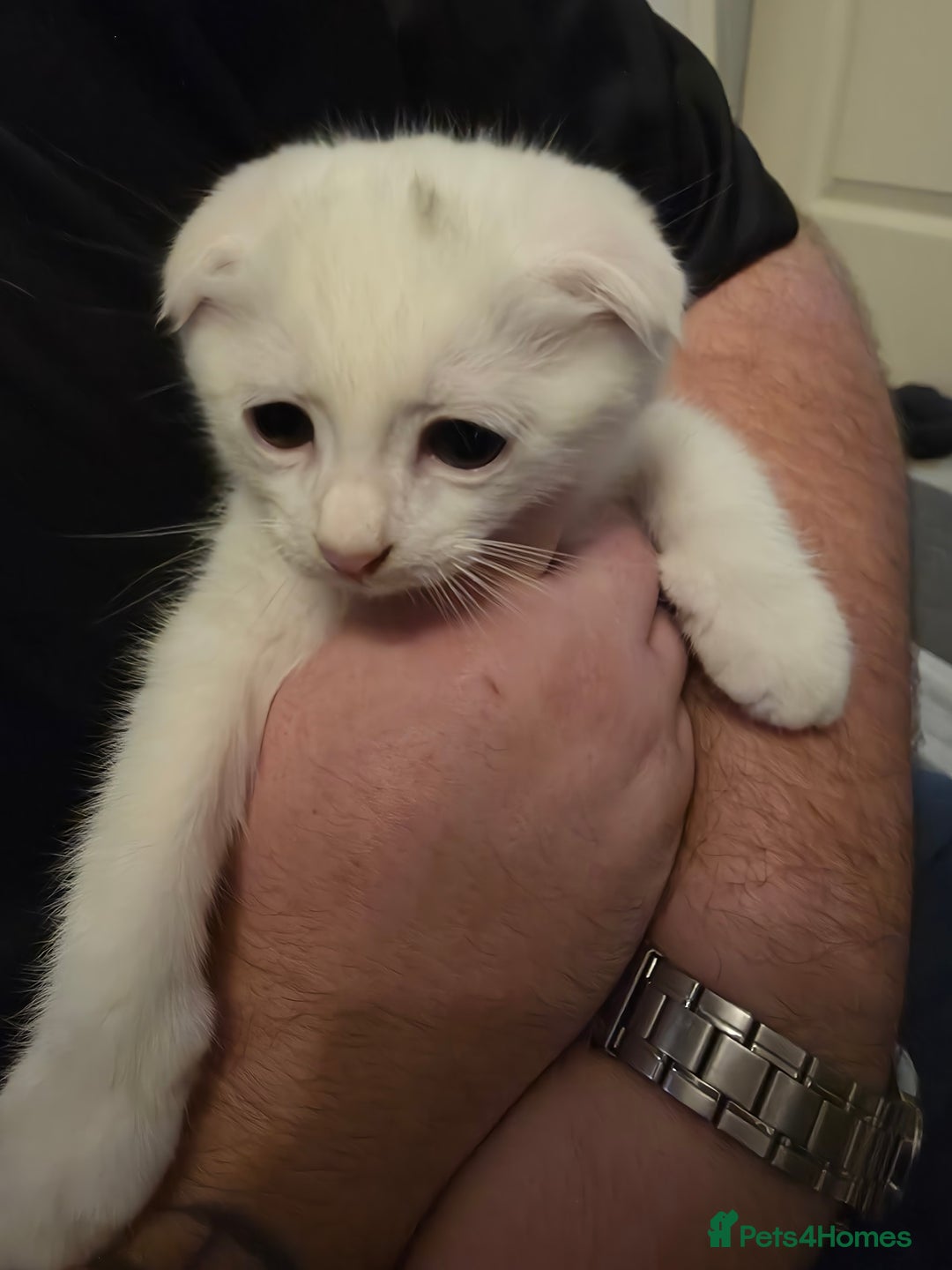 Mixed Breed cats for sale: Scottish fold x maine coon  - Advert 5