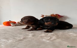 Dachshund dogs for sale: Beautiful Standard Dachshund Puppies  - Image 14