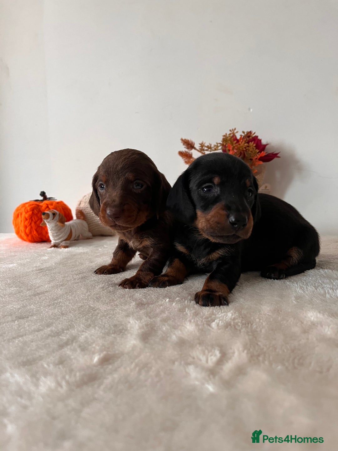 Dachshund dogs for sale: Beautiful Standard Dachshund Puppies  - Image 14