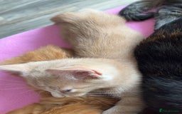 Mixed Breed cats for sale: Cute babies ready to leave  - Image 4