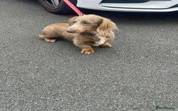 Dachshund dogs for sale: true miniature dachshund puppies  - Image 17