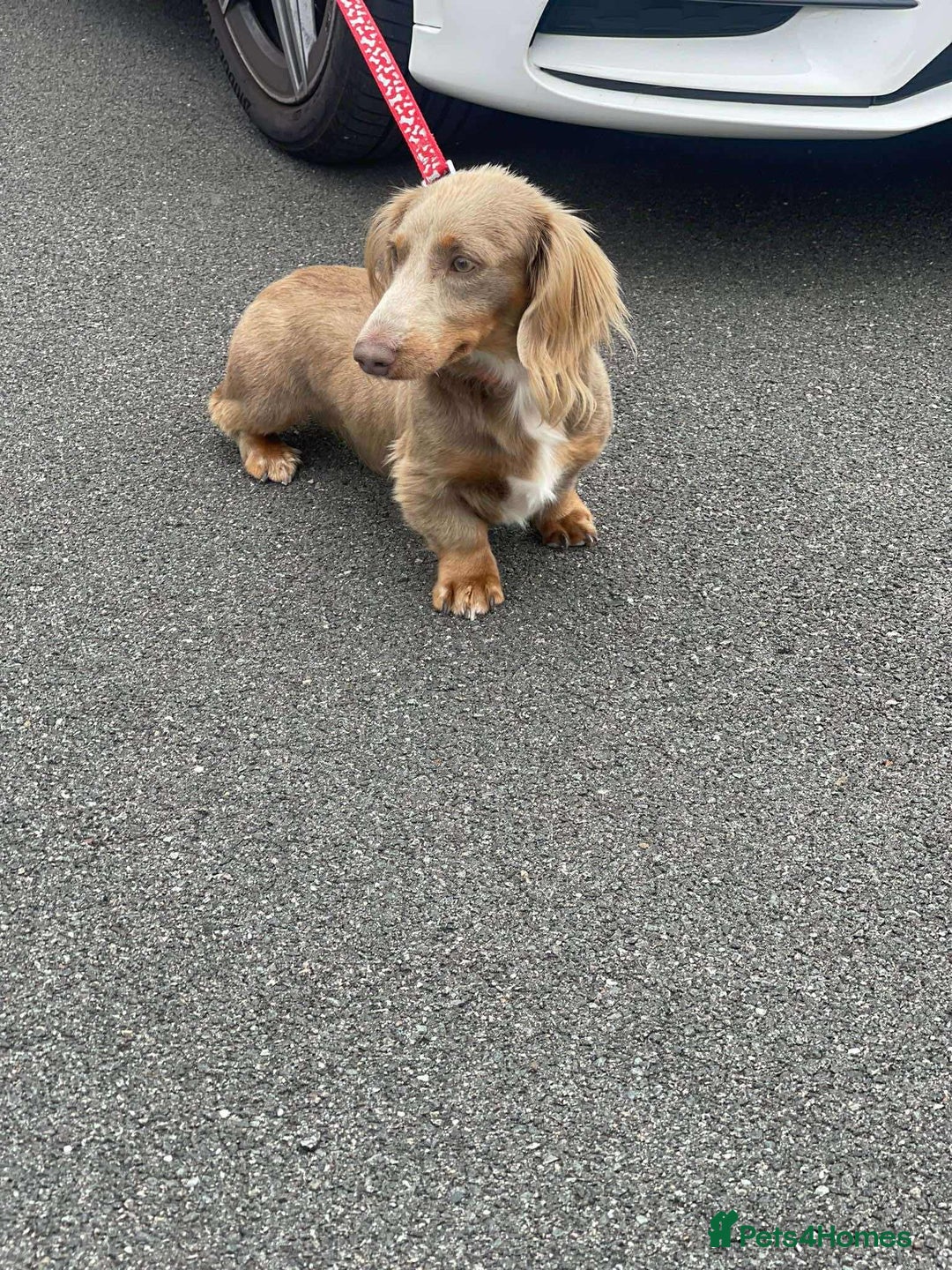 Dachshund dogs for sale: true miniature dachshund puppies  - Image 17