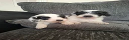 Mixed Breed dogs for sale: Cockapoochon - Advert 4