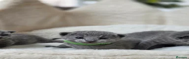 Russian Blue Kitten 4