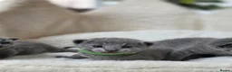 Russian Blue cats for sale: 💙  Russian Blue Kittens – Champion Line, TICA - Advert 32