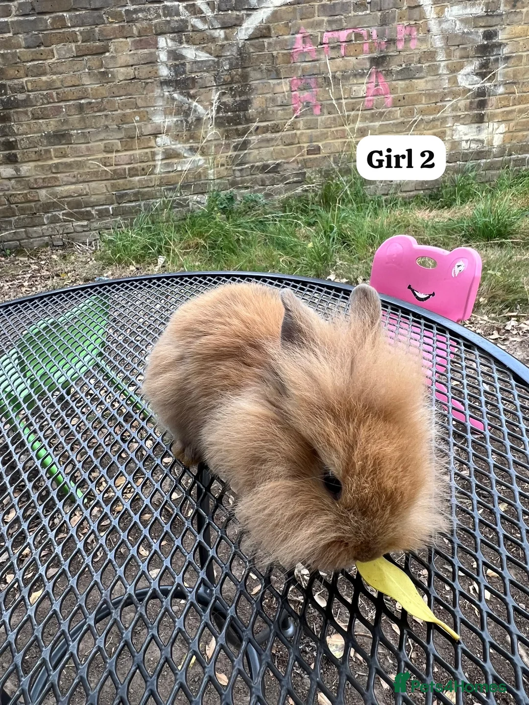 Netherland Dwarf rabbits for sale: New babies lionhead  - Advert 10
