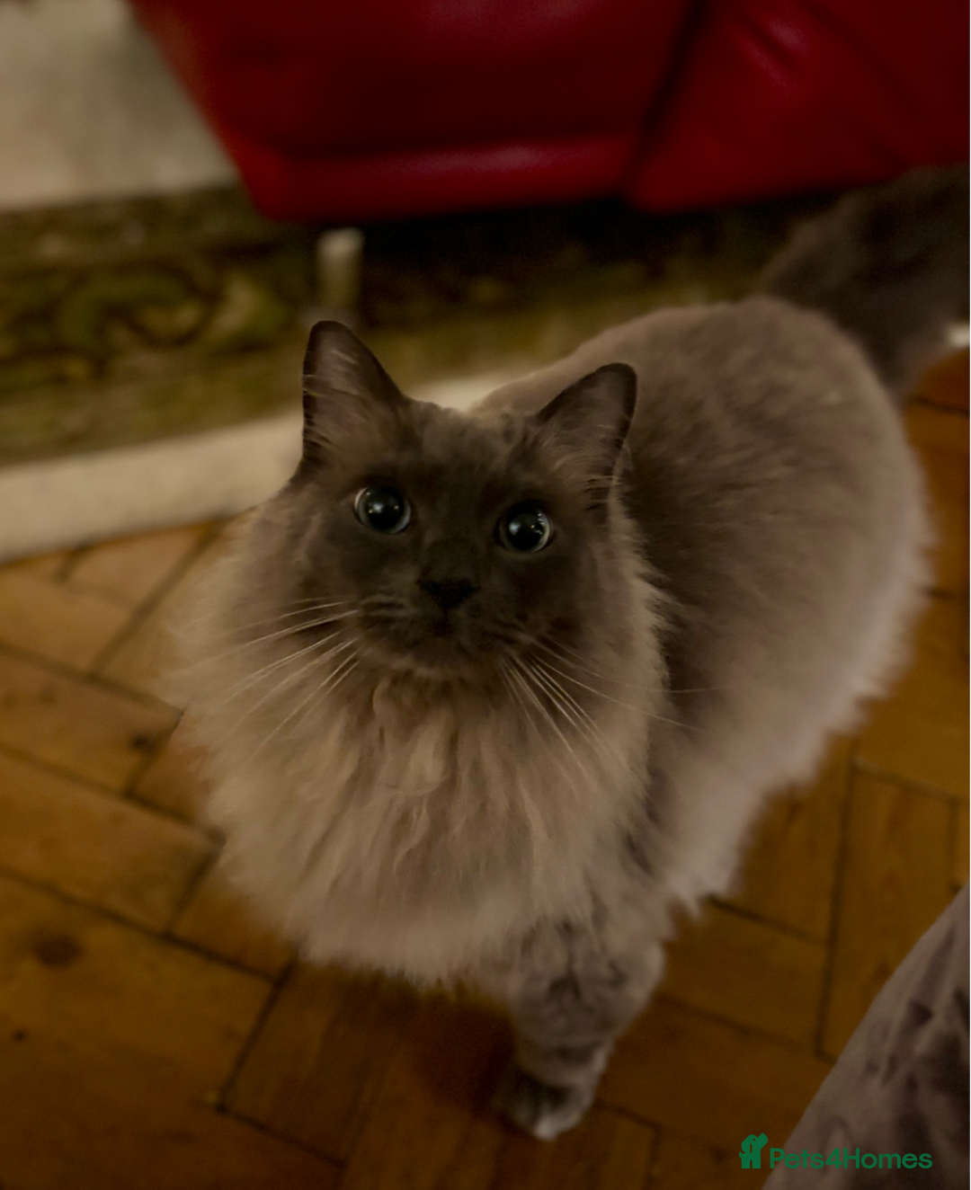 Ragdoll cats for sale: 5-year-old male Ragdoll  - Image 2