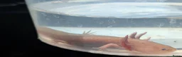 Axolotl reptiles for sale: Copper axanthic Melanoid baby Axolotl - Advert 13