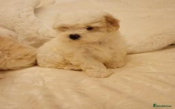 Cavachon dogs for sale: Cavachon puppies  - Image 8