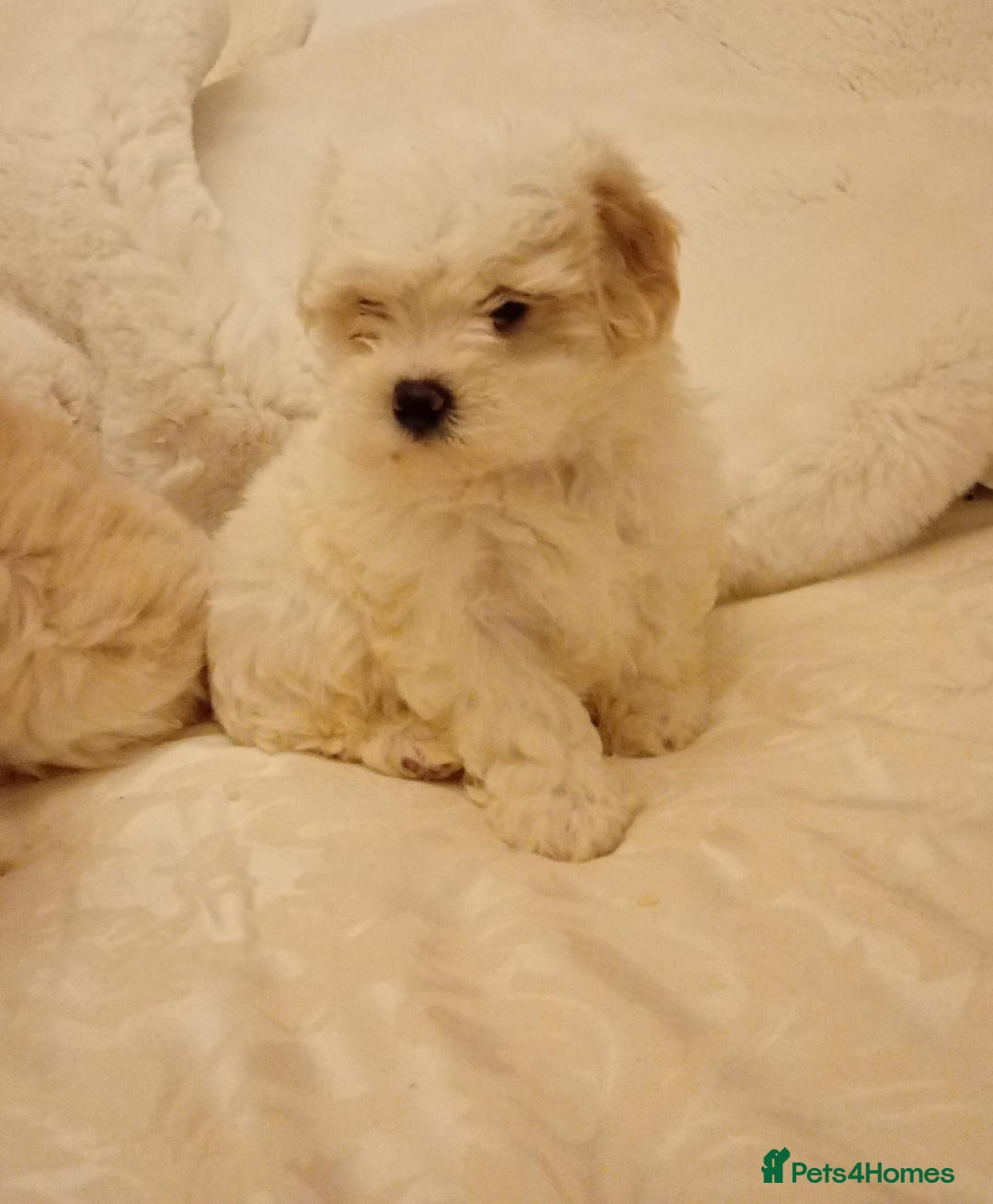 Cavachon dogs for sale: Cavachon puppies  - Image 8