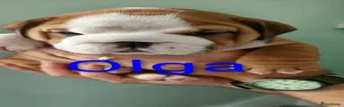 English Bulldog Olga