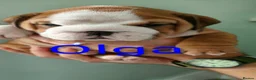 English Bulldog dogs for sale: KC registered  English Bulldog Puppies. - Advert 6
