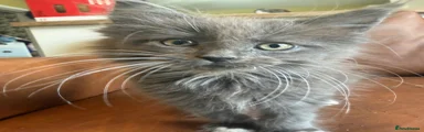 Diana (grey)