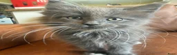 Maine Coon cats for sale: Gorgeous ChampionRussian line XL Mainecoon kittens - Advert 12