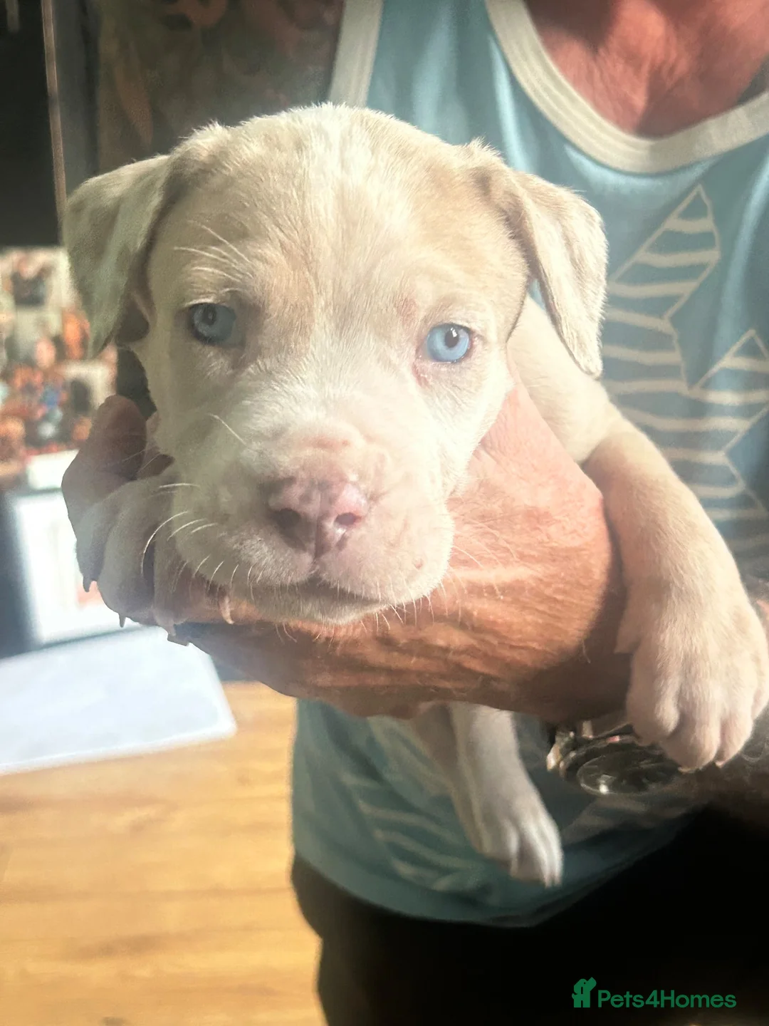 Mixed Breed dogs for sale: Cane corso X Neo puppies 4 boys 4 girls  in Nottingham - Advert 2