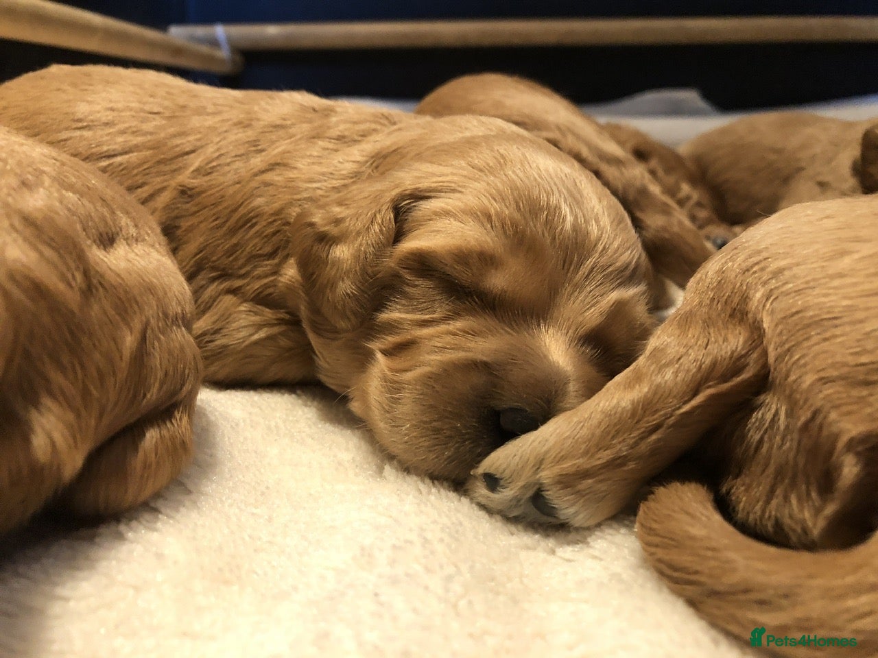 Mini Goldendoodle dogs Fox Red F1 Miniature Goldendoodle 100% DNA Clear - Advert 1