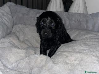 Cockapoo dogs F1 Cockapoo Puppies - Advert 6