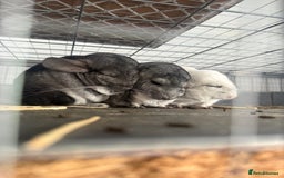 Chinchilla rodents for sale: 3 Chinchillas (family) - Image 21