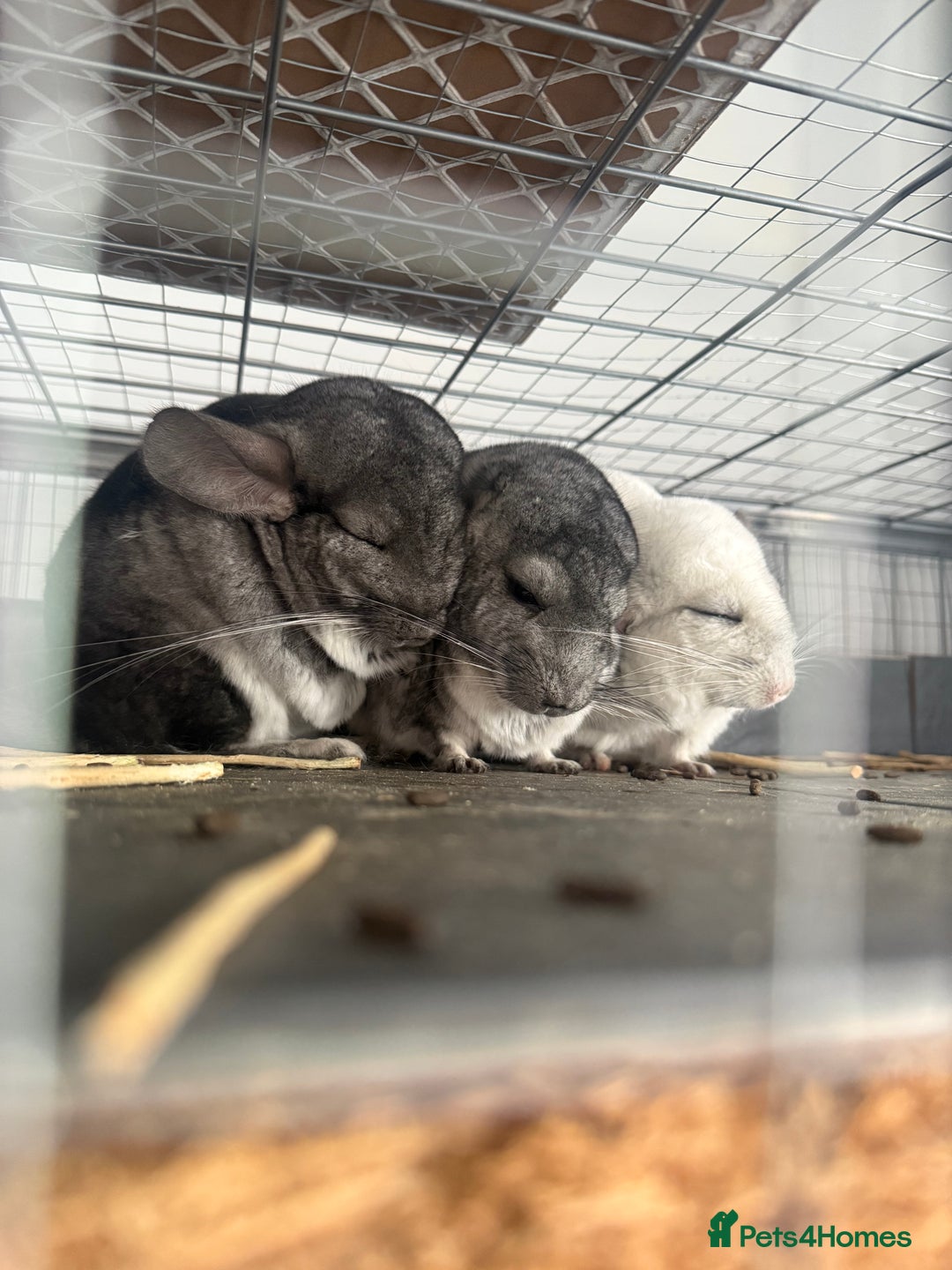 Chinchilla rodents for sale: 3 Chinchillas (family) - Image 21