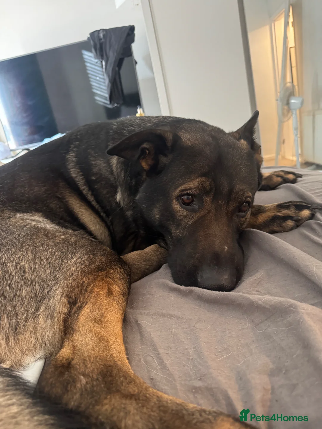 German Shepherd dogs for sale: German shepherds - Advert 6
